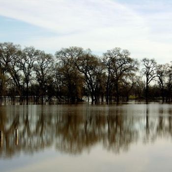 Photography titled "Sonoma Oaks - series" by Angelo Di Pietrantonio, Original Artwork