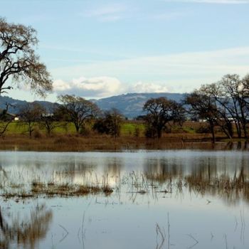 Photography titled "Sonoma Oaks - series" by Angelo Di Pietrantonio, Original Artwork