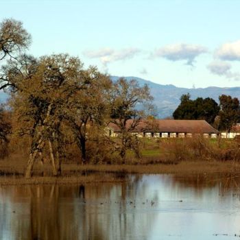 Photography titled "Sonoma Oaks - series" by Angelo Di Pietrantonio, Original Artwork