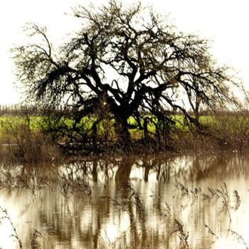 Photography titled "Sonoma Oaks - series" by Angelo Di Pietrantonio, Original Artwork