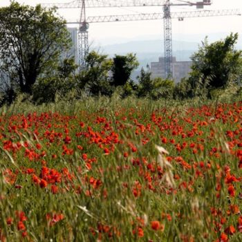 Photography titled "Coquelicots V/S Bét…" by Eric Moret, Original Artwork