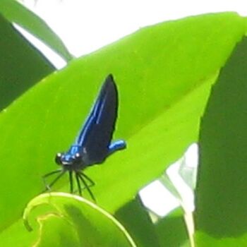 Photography titled "Libellule Bleue / B…" by Flora I., Original Artwork