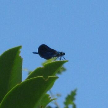 Φωτογραφία με τίτλο "Libellule Bleue / B…" από Flora I., Αυθεντικά έργα τέχνης