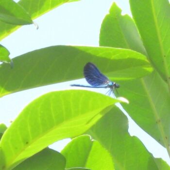 Fotografie getiteld "Libellule Bleue / B…" door Flora I., Origineel Kunstwerk