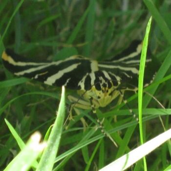 Photography titled "Papillon Ecaille Ch…" by Flora I., Original Artwork