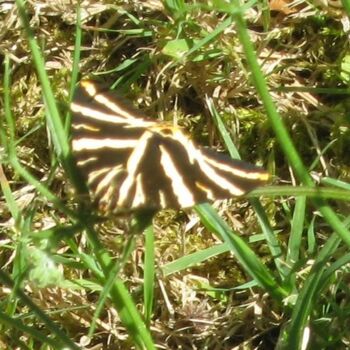 Photography titled "Papillon Ecaille Ch…" by Flora I., Original Artwork