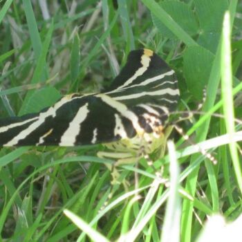 Photographie intitulée "Papillon Ecaille Ch…" par Flora I., Œuvre d'art originale
