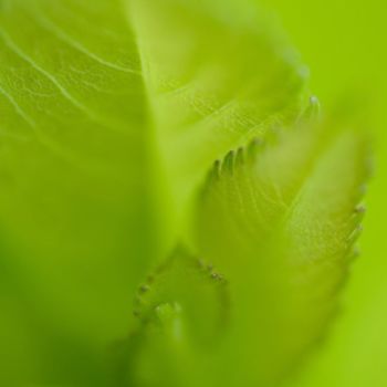 Photographie intitulée "_MG_3936.jpg" par Chantal Gagné, Œuvre d'art originale