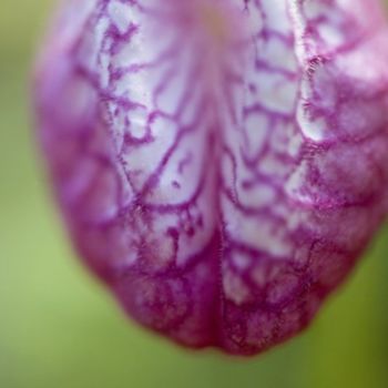 Photographie intitulée "_MG_3366.jpg" par Chantal Gagné, Œuvre d'art originale