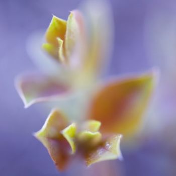 Photographie intitulée "_MG_2112.jpg" par Chantal Gagné, Œuvre d'art originale