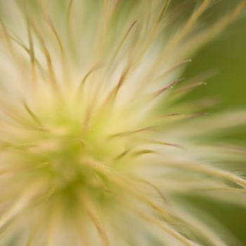 Photographie intitulée "_MG_0102.jpg" par Chantal Gagné, Œuvre d'art originale