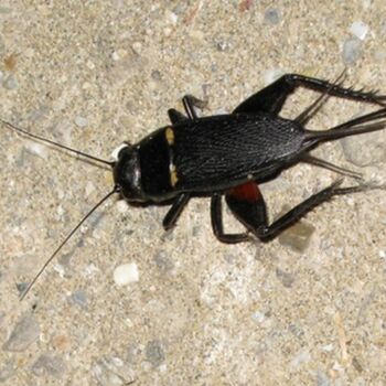 Photographie intitulée "Grillon / Cricket" par Flora I., Œuvre d'art originale