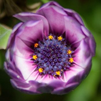 Fotografia intitulada "Macro 2" por Maria Teresa Duarte, Obras de arte originais