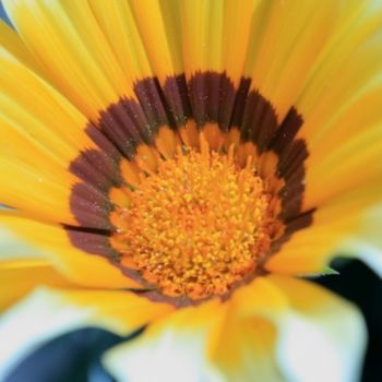 Fotografia intitulada "Macro 2" por Maria Teresa Duarte, Obras de arte originais