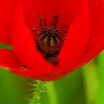 Fotografia intitulada "Macro 4" por Maria Teresa Duarte, Obras de arte originais
