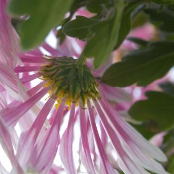 Fotografia intitulada "Macro 5" por Maria Teresa Duarte, Obras de arte originais