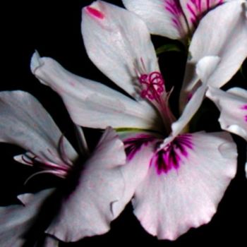 Fotografia intitulada "Macro 6" por Maria Teresa Duarte, Obras de arte originais