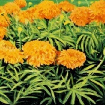 Peinture intitulée "Fleurs jaunes" par Jany Roberts, Œuvre d'art originale
