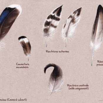 Peinture intitulée "Plumes de Canard co…" par Florence Dellerie, Œuvre d'art originale, Huile