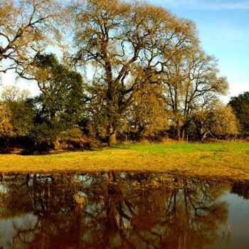Photography titled "Sonoma #7" by Angelo Di Pietrantonio, Original Artwork
