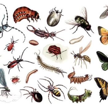 Peinture intitulée "Planche arthropodes" par Florence Dellerie, Œuvre d'art originale