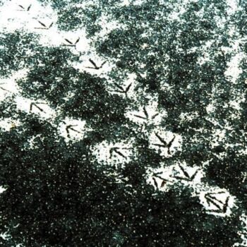 Photographie intitulée "Patte de canard" par Clara Delmas, Œuvre d'art originale