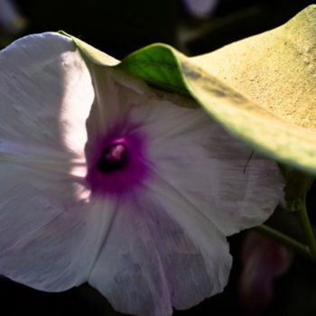 「flowerer01」というタイトルの写真撮影 Kishore Singhによって, オリジナルのアートワーク