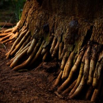 Photography titled "Root" by Kishore Singh, Original Artwork