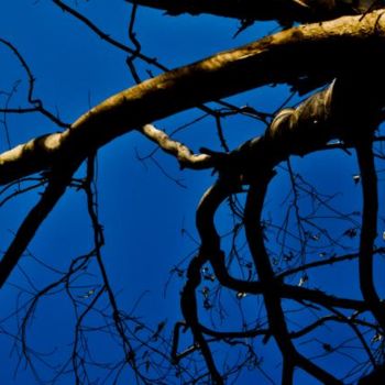 Photography titled "The Old Dead Tree01" by Kishore Singh, Original Artwork