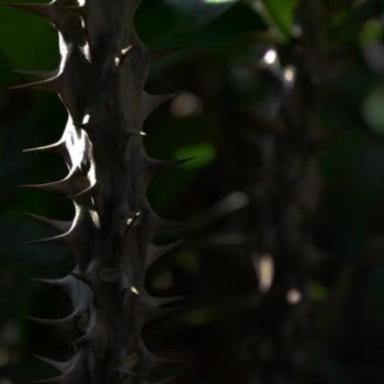 Photography titled "euphorbia milii-31" by Kishore Singh, Original Artwork
