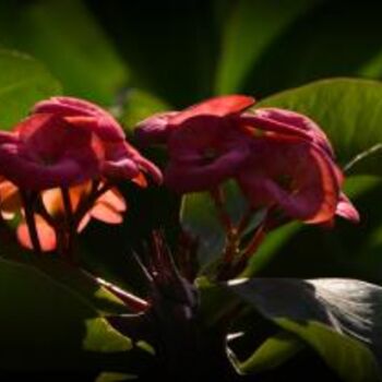 Photography titled "euphorbia milii-9" by Kishore Singh, Original Artwork