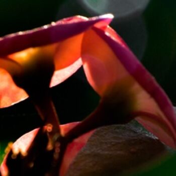 Photography titled "euphorbia milii-17" by Kishore Singh, Original Artwork