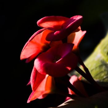 Photography titled "euphorbia milii-22" by Kishore Singh, Original Artwork