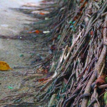 Photography titled "Line Creepers" by Sio Montera, Original Artwork