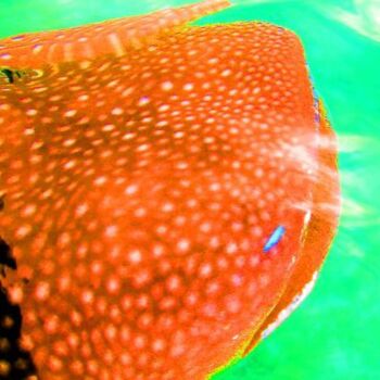 Photography titled "Spotted White on Or…" by Sio Montera, Original Artwork