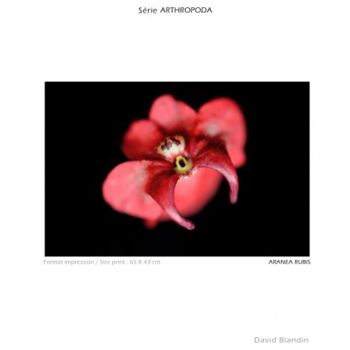 Fotografia intitolato "Tarentula Rubis" da David Blandin, Opera d'arte originale