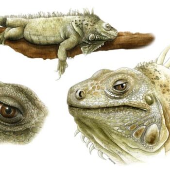 Peinture intitulée "Iguane vert" par Florence Dellerie, Œuvre d'art originale, Huile