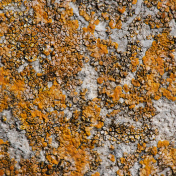Photographie intitulée "Lichens 22" par Alain Brasseur, Œuvre d'art originale