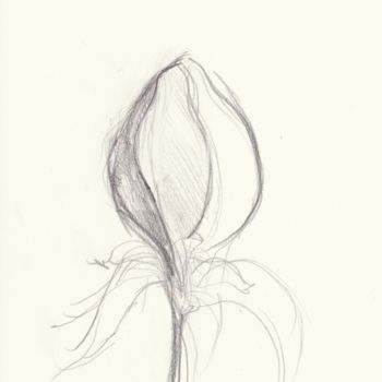 Drawing titled "iris.jpg" by Bob Clement, Original Artwork