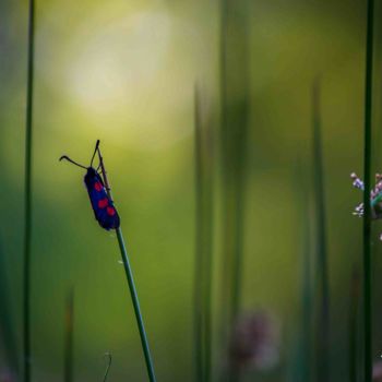 Photographie intitulée "Papillon-en robe ro…" par Thierry Magliulo (Th.Mag), Œuvre d'art originale