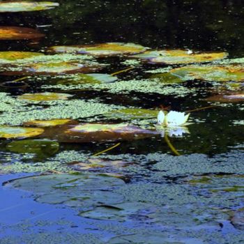 Photography titled "NJ Blue lilly" by Angelo Di Pietrantonio, Original Artwork