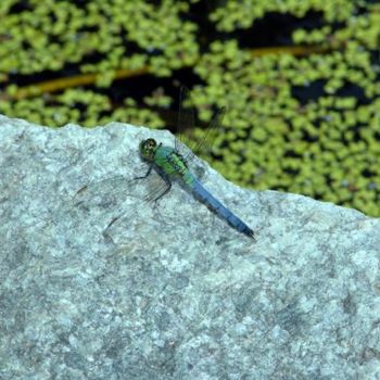 Photography titled "NJ dragonfly" by Angelo Di Pietrantonio, Original Artwork