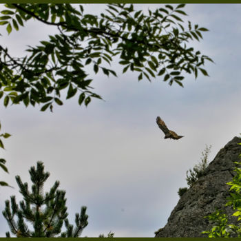 Photographie intitulée "Aigle Jean le Blanc" par Alain Brasseur, Œuvre d'art originale