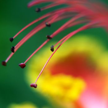 Photography titled "amazing flower" by Saurabh Gaikwad, Original Artwork