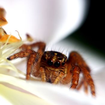 Photography titled "Jumping spider" by Saurabh Gaikwad, Original Artwork