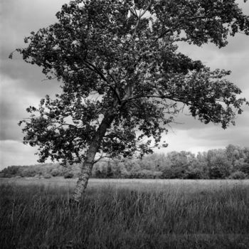 摄影 标题为“L'arbre” 由Frédéric Duchesnay, 原创艺术品, 电影摄影
