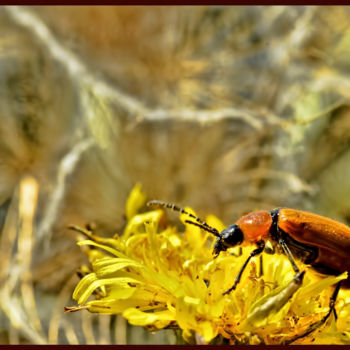 Photographie intitulée "Chrysomèle" par Alain Brasseur, Œuvre d'art originale