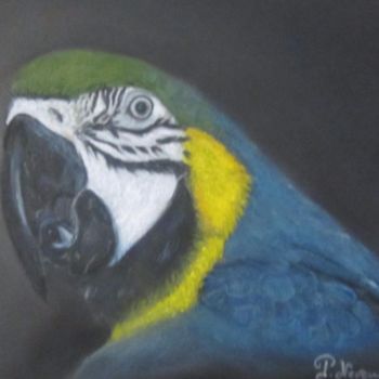Dessin intitulée "Ara" par Patricia Neveux, Œuvre d'art originale, Pastel