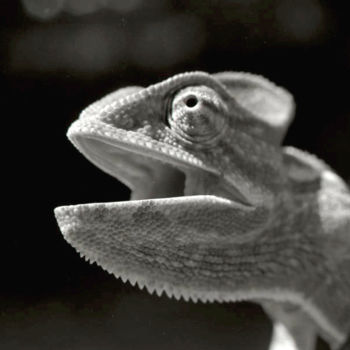 Photographie intitulée "caméléon.jpg" par Claude Guillemet, Œuvre d'art originale, Photographie non manipulée