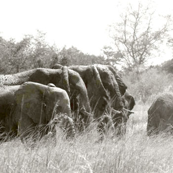 Photographie intitulée "troupeau d'éléphant…" par Claude Guillemet, Œuvre d'art originale, Photographie non manipulée